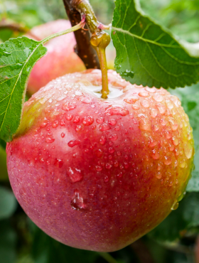 Jabłoń typu Remo Parchoodporna w doniczce