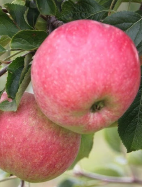 Jabłoń typu Renora w doniczce