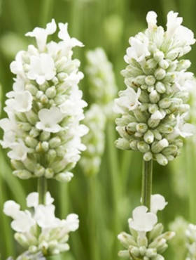 Lawenda wąskolistna White Fragrance (P9)