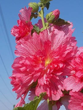 Malwa różowa Spring Celebrities Carmine Rose