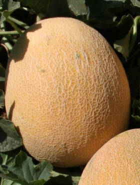 Melon Ananas średniowczesny 1g