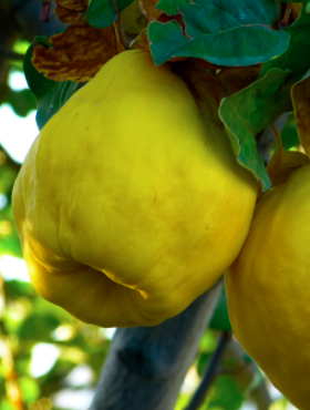 Pigwa gruszkowa Wołgogradzka ukraińska miękko owocowa START PACK