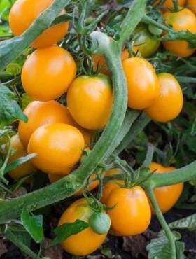 Pomidor gruntowy wysoki Figiel 0,2g