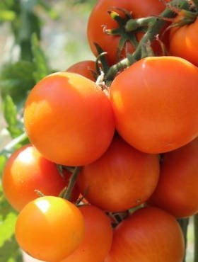 Pomidor gruntowy wysoki Zlatava 0,2g
