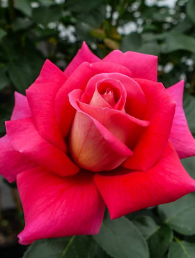Róża 'Kronenborgh' Licencjonowan wlk. dwubarwna 