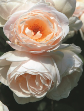 Róża Pnąca Uetersener Klosterrose kremowa balot