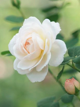 Róża miniaturka Biała w balocie
