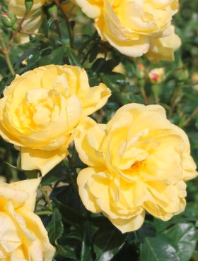 Róża parkowa Emil Nolde żółta balot