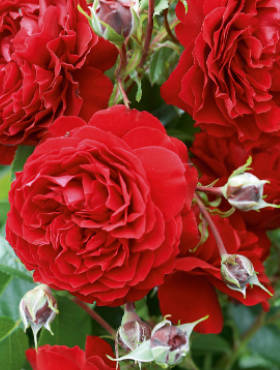 Róża pnąca Belkanto czerwona balot