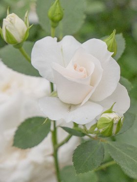 Róża rabatowa BIAŁA wielokwiatowa