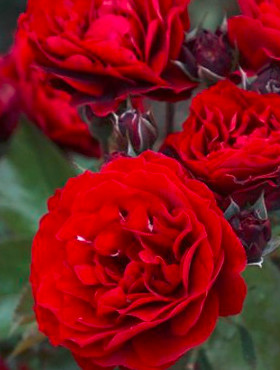 Róża rabatowa Bordowa wielokwiatowa