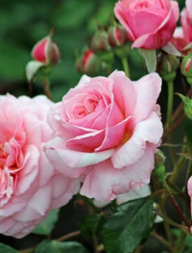 Róża rabatowa Eeuwige Passie różowa balot