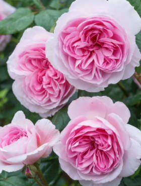 Róża rabatowa Home&Garden różowa balot
