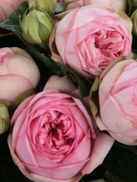 Róża rabatowa Lovely Rokoko różowa  balot