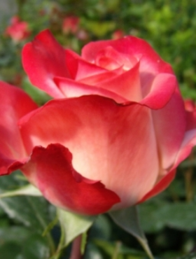 Róża rabatowa Maxim biało-różowa balot