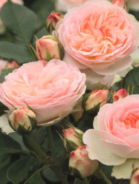 Róża rabatowa Pastella kremowo-różowa balot