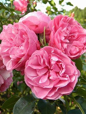 Róża rabatowa Różowa wielkokwiatowa różowa w balocie