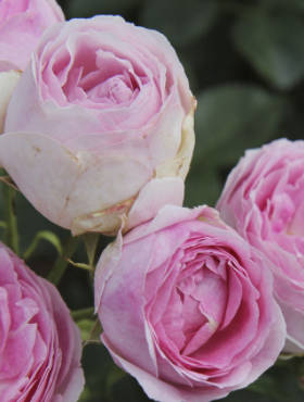 Róża rabatowa Vesalius kremowo-fioletowa balot
