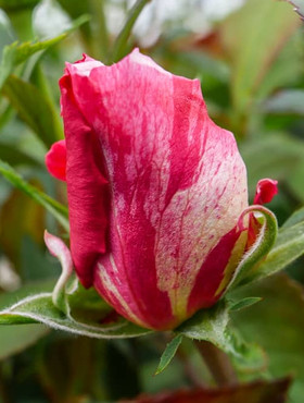 Róża szczepiona na pniu dwubarwna biało-czerwona 