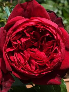 Róża wielkokwiatowa Admiral bordowa balot