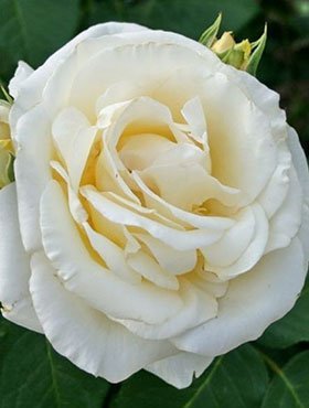 Róża wielkokwiatowa Biała typu Chopin w balocie