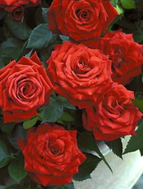Róża wielkokwiatowa Grand Amore balot