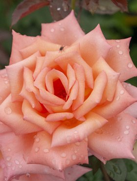 Róża wielkokwiatowa MORELOWO-ŻÓŁTA