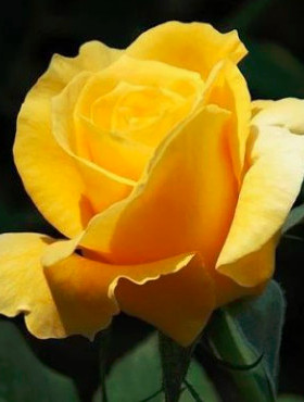 Róża wielkokwiatowa Żółta typu El w balocie