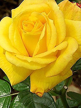 Róża wielkokwiatowa Żółta typu M Gold w balocie