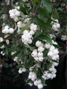 Śnieguliczka biała Plant Pack