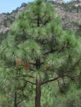 Sosna Engelmana Pinus engelmannii