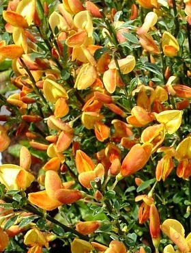 Szczodrzeniec Żarnowiec Apricot Gem żółto-pomarańczowy