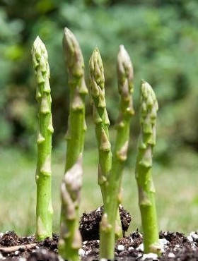 Szparagi sadzonka klasy B Gijnlim zielony biały - hybryda