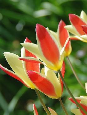 Tulipan botaniczny Cynthia