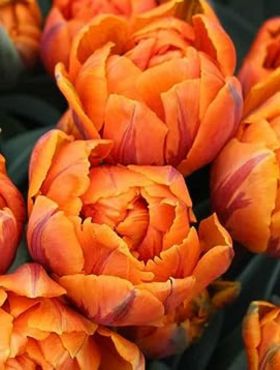 Tulipan pełny późny Orange Princess