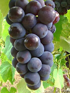 Winorośl winogrona Buffalo