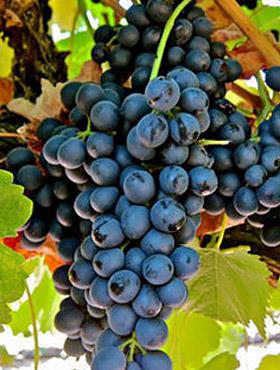 Winorośl winogrona Cascade