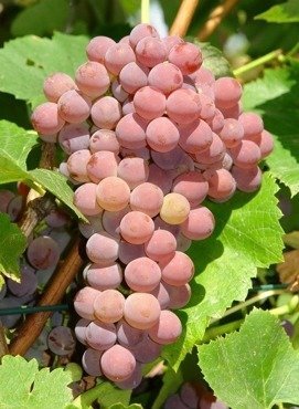 Winorośl winogrona  Kiszmisz Łuczisty bezpestkowa