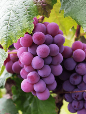 Winorośl winogrona Konkord Rosyjski donica C2