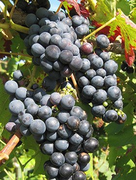 Winorośl winogrona Regent