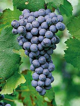 Winorośl winogrona Rondo