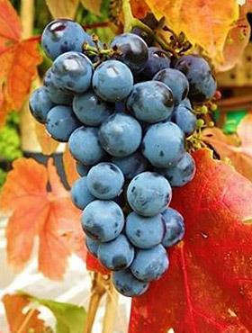 Winorośl winogrona Schuyler