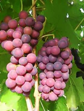 Winorośl winogrona Swenson Red