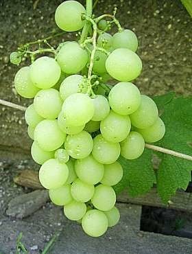 Winorośl winogrono Boglarka