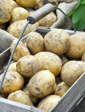 Ziemniak konsumpcyjny  Satina 25kg w kalibrze sadzeniaka