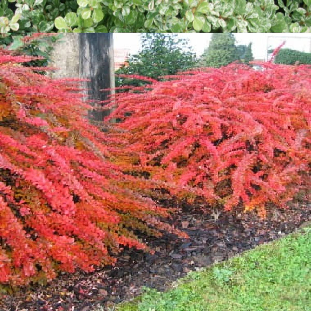 Berberys Thunberga Orange Carpet (P9) Sadowniczy.pl