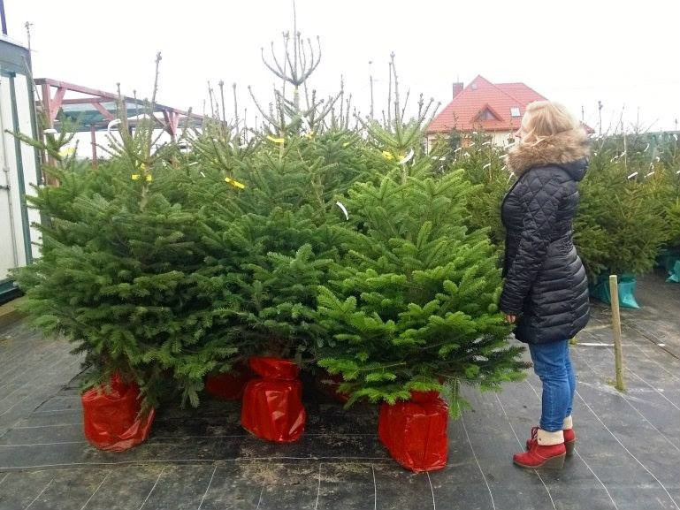 Choinka jodła kaukaska w doniczce ok 80 120cm Sadowniczy.pl