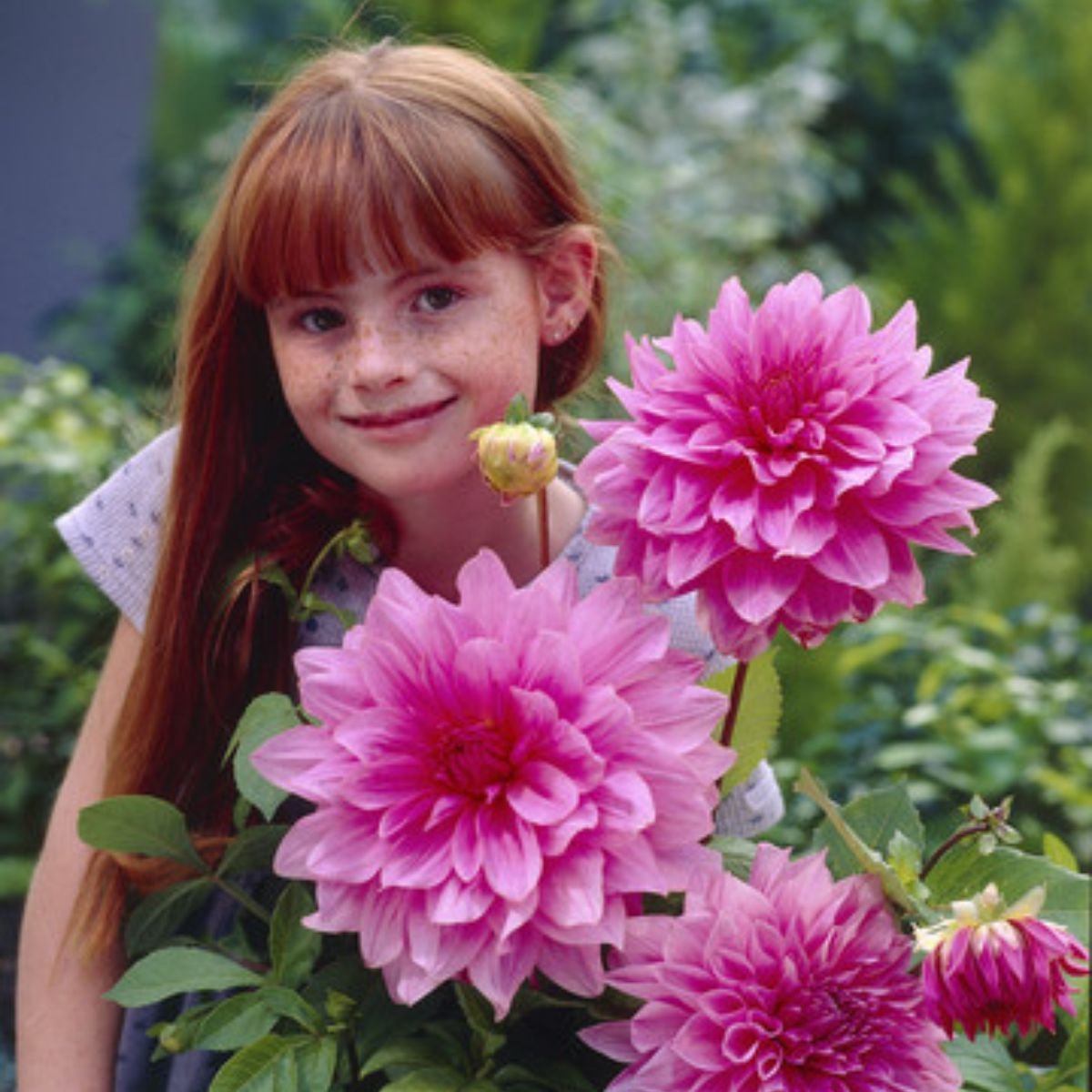 Dalia dekoracyjna Lucky Number różowa Sadowniczy.pl