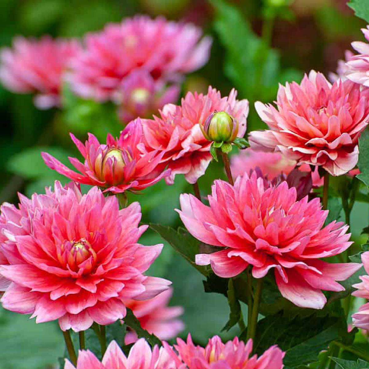 pol_pl_Dalia-dekoracyjna-karlowa-Gallery