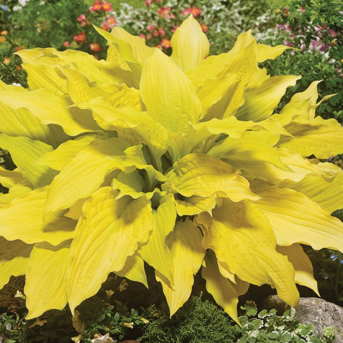 Funkia ogrodowa 'Lipstick Blonde' Hosta Sadowniczy.pl